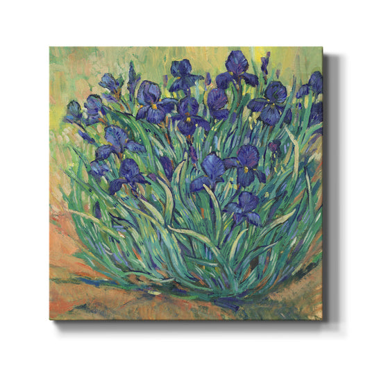 Irises in Bloom I - Canvas Art Print