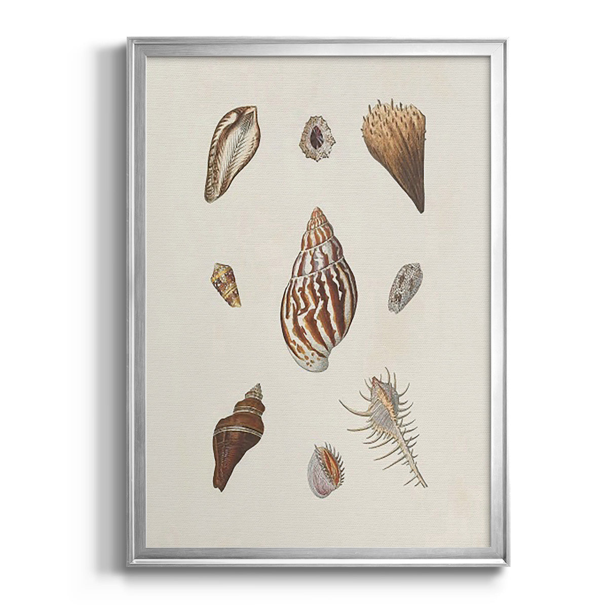 Knorr Shells & Coral IX - Modern Framed Canvas Print