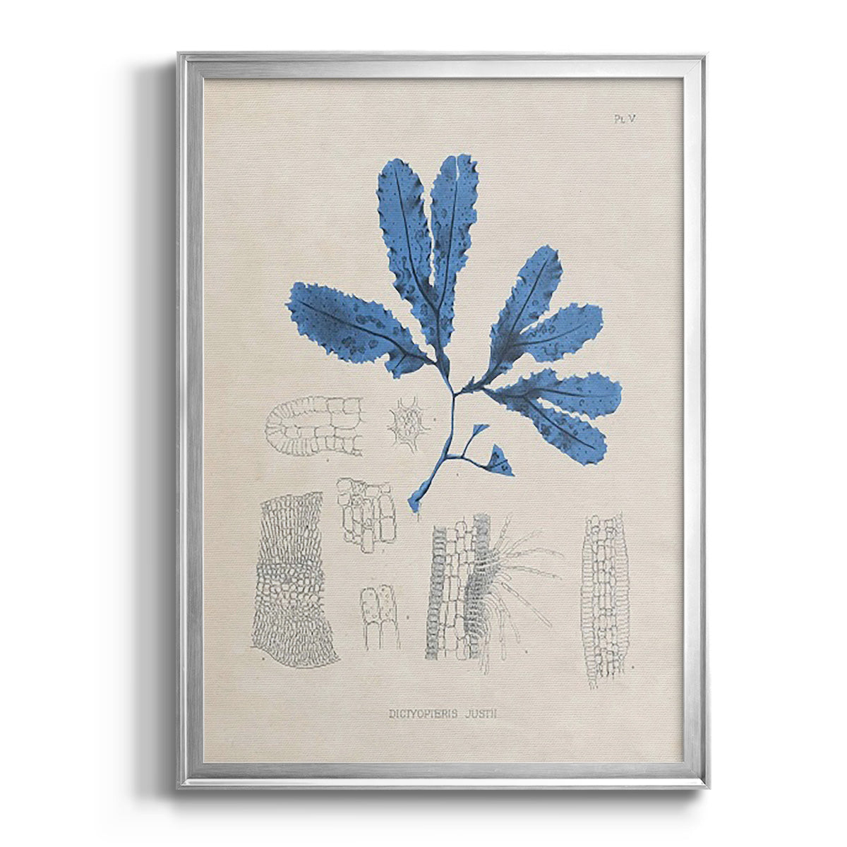 Blue Marine Algae VII - Modern Framed Canvas Print