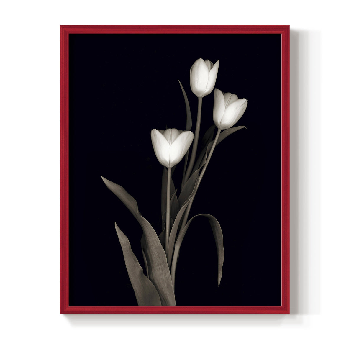 Tulip Pose I - Restickable Framed Art Print