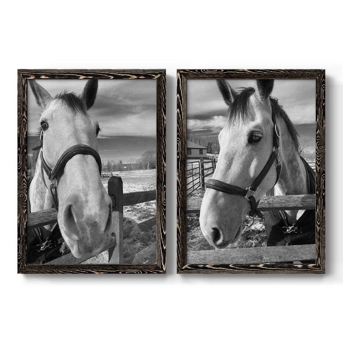 Set of two black barnwood framed canvas prints featuring two modern equestrian photography featuring black-and-white close-up portraits of horses at fences.