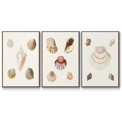 Pastel Knorr Shells IV - Framed Premium Gallery Wrapped Canvas L Frame 3 Piece Set - Ready to Hang