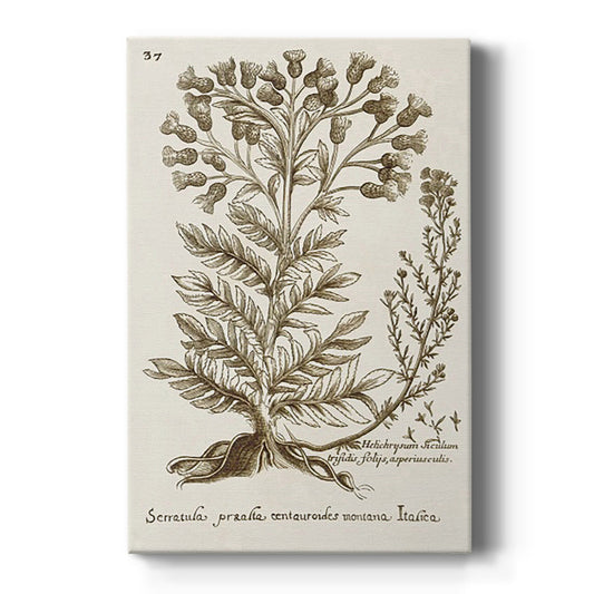 Sepia Botanical Journal I - Canvas Art Print