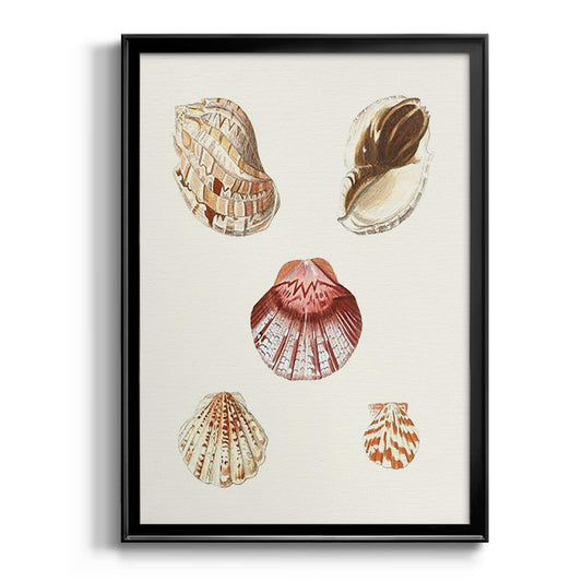 Pastel Knorr Shells V - Modern Framed Canvas Print