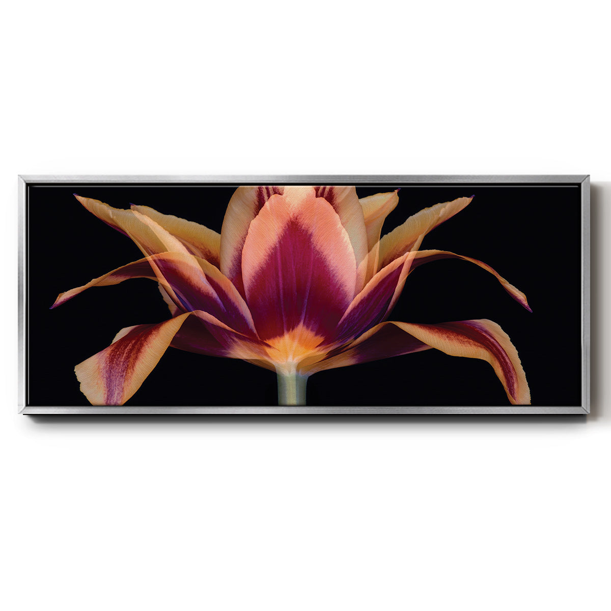 Red Tulip - Floater Framed Canvas Print