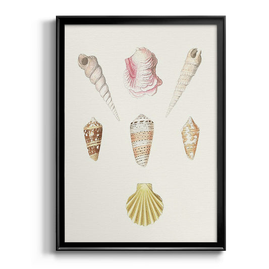 Pastel Knorr Shells I - Modern Framed Canvas Print