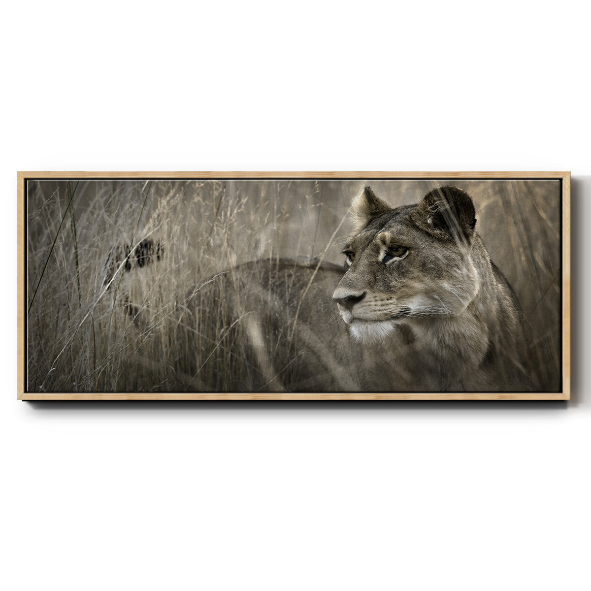 Tall Grass Alpha - Floater Framed Canvas Print
