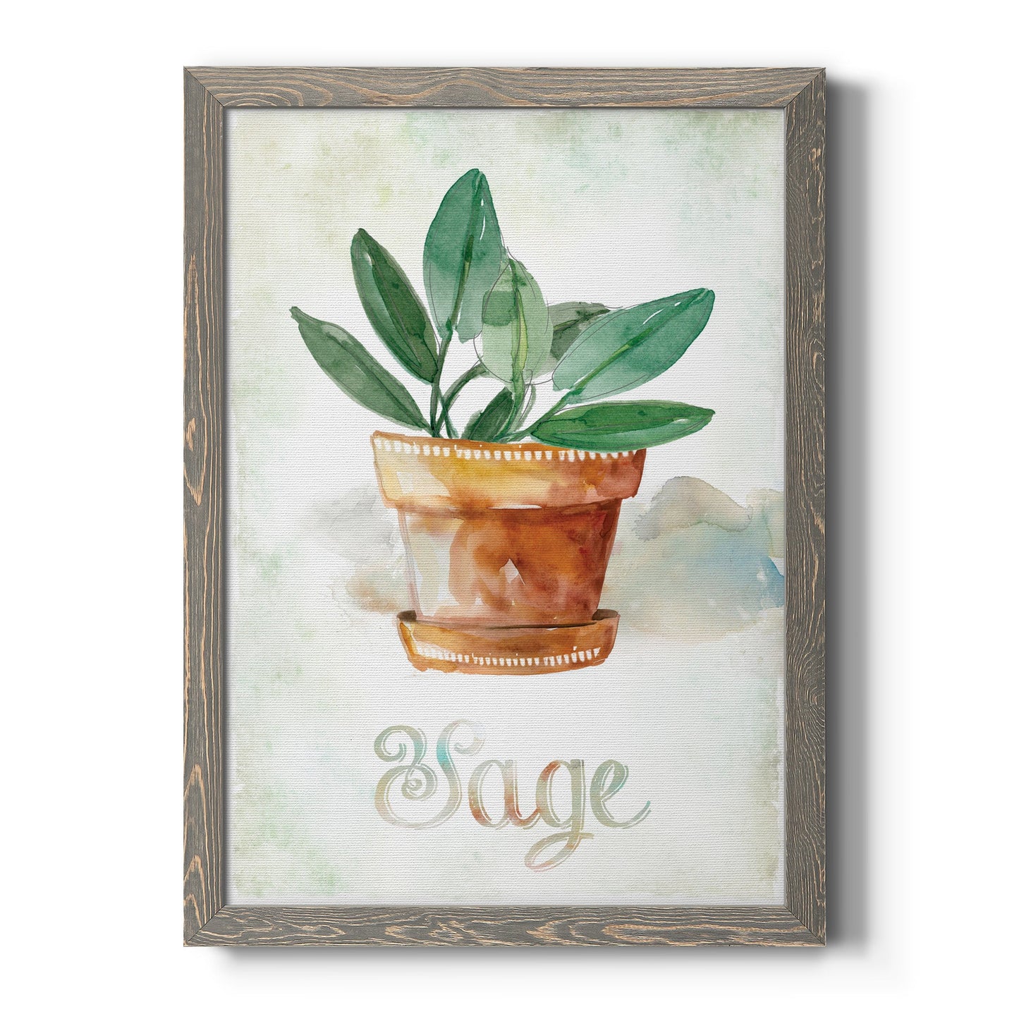 Potted Sage - Barnwood Framed Canvas Print