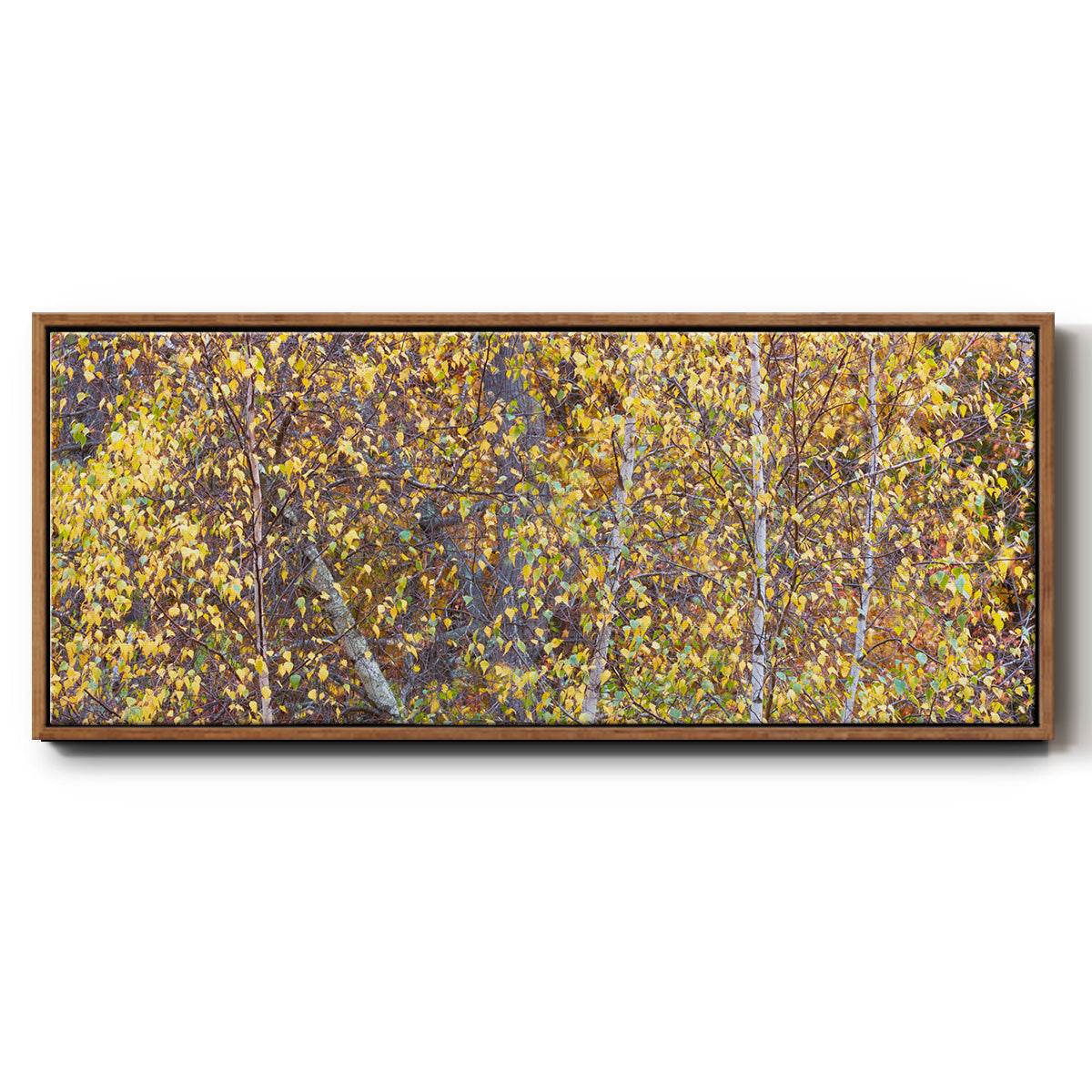 Tree Panorama III - Floater Framed Canvas Print