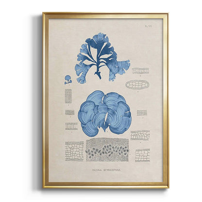 Blue Marine Algae IV -  Framed Canvas Print