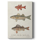 Species of Antique Fish II Premium Gallery Wrapped Canvas - Ready to Hang