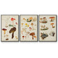 Mushroom Species VI - Floater Framed Canvas Set