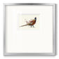 Pheasant Splash 2 Premium Framed Print Double Matboard