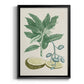 Buchoz Tropicals IV - Modern Framed Canvas Print