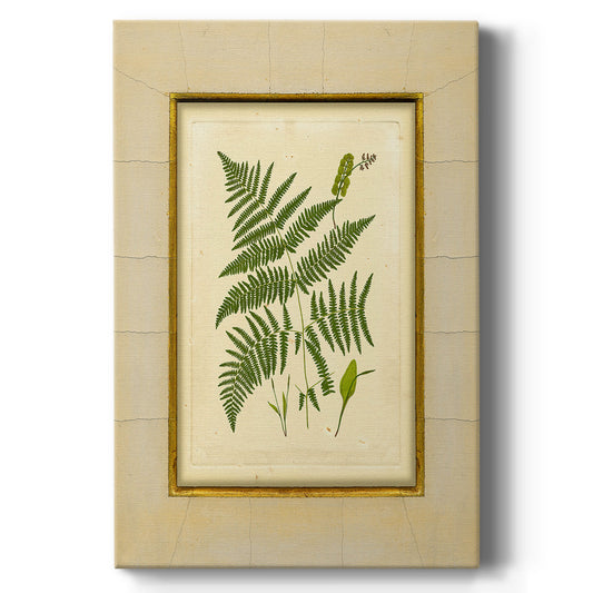 Fern with Crackle Mat (H) IV - Canvas Art Print