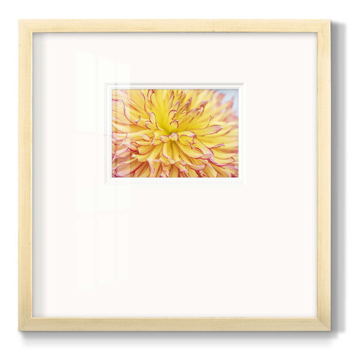 Blooms III- Premium Framed Print Double Matboard