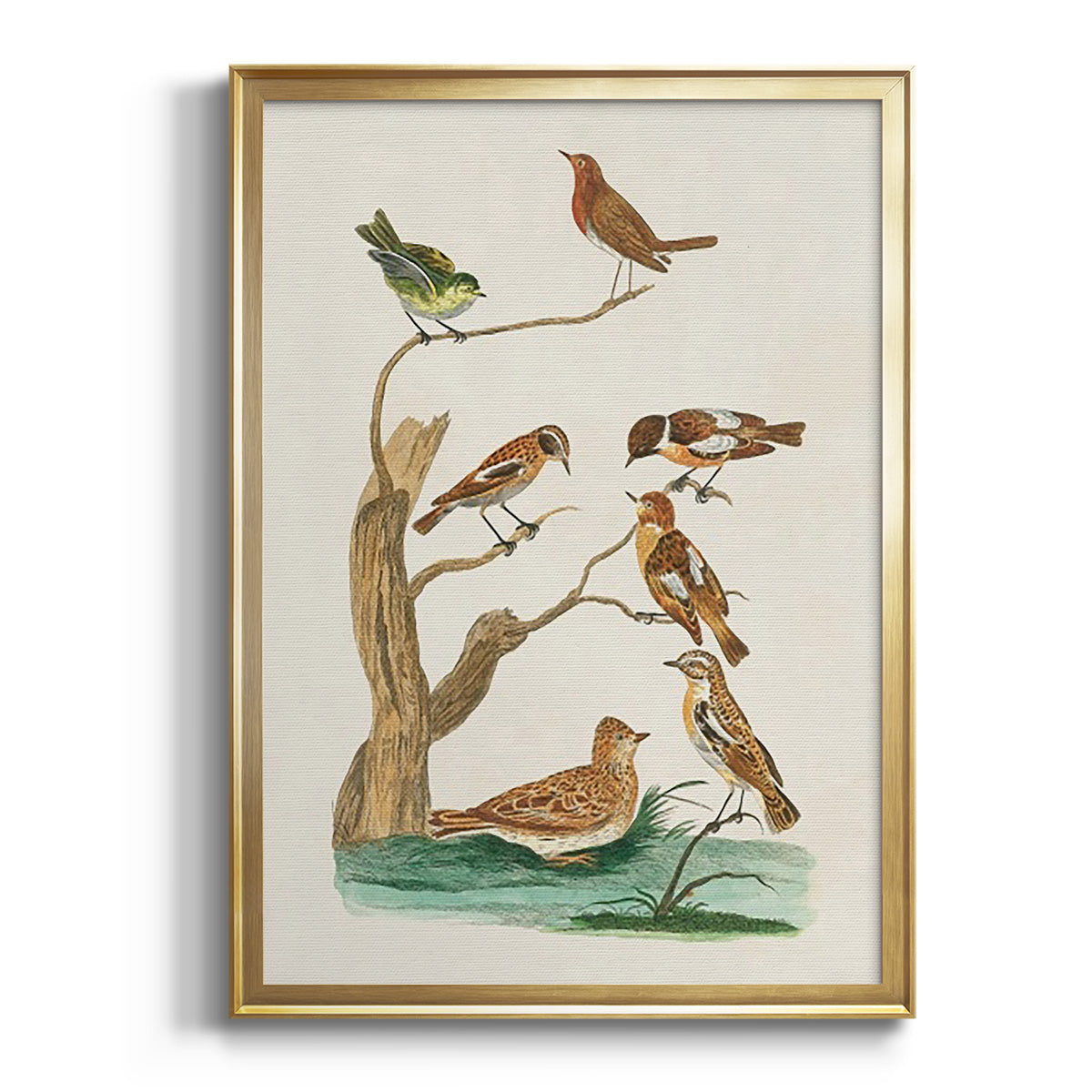 Antique Birds in Nature III - Modern Framed Canvas Print