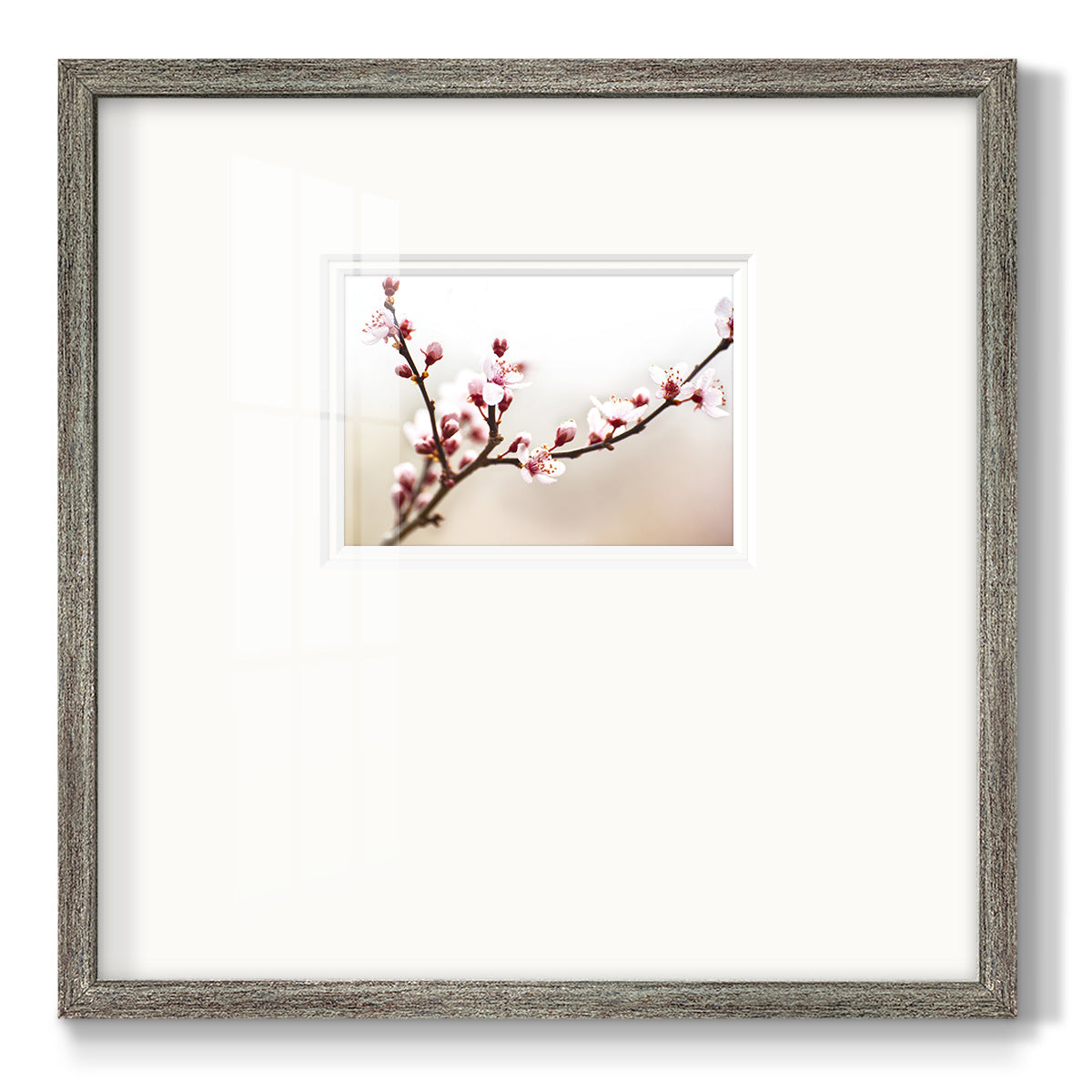 Cherry Blossom Study I - Double Matboard Framed Print