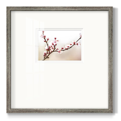Cherry Blossom Study I - Double Matboard Framed Print