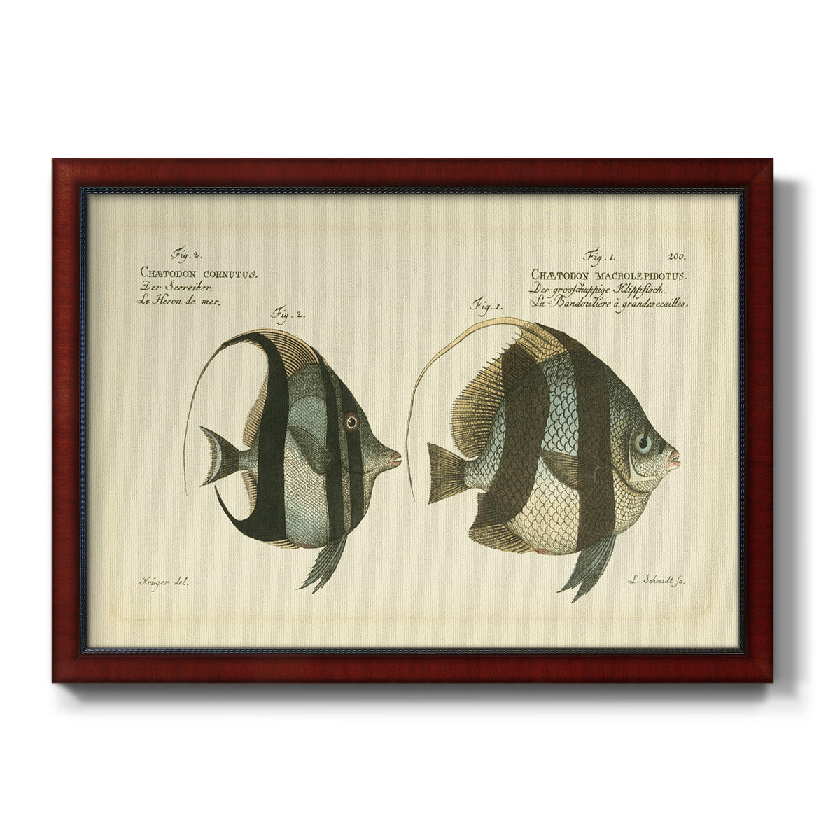 Bloch Antique Fish I Premium Framed Canvas- Ready to Hang