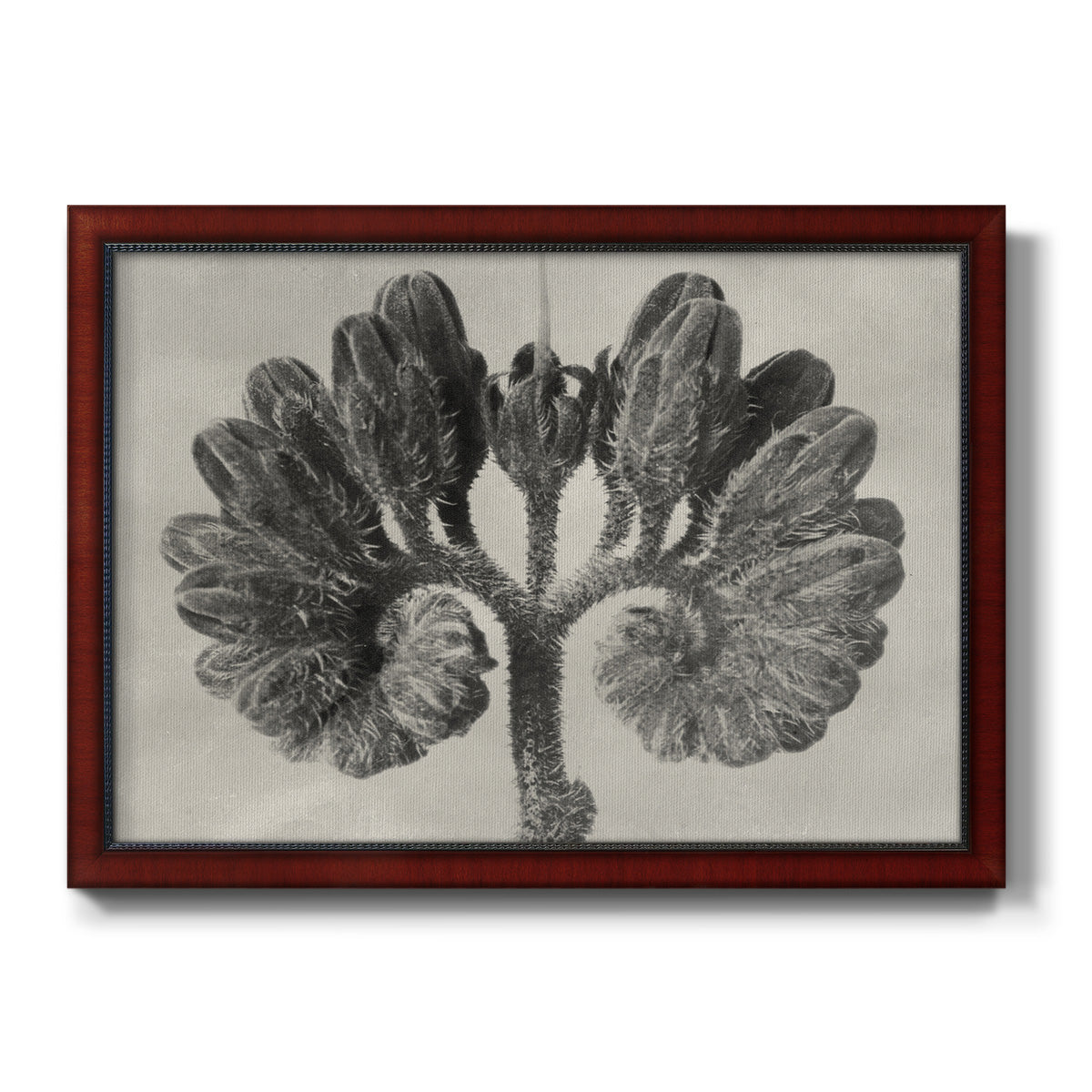 Blossfeldt Botanical VIII Premium Framed Canvas- Ready to Hang