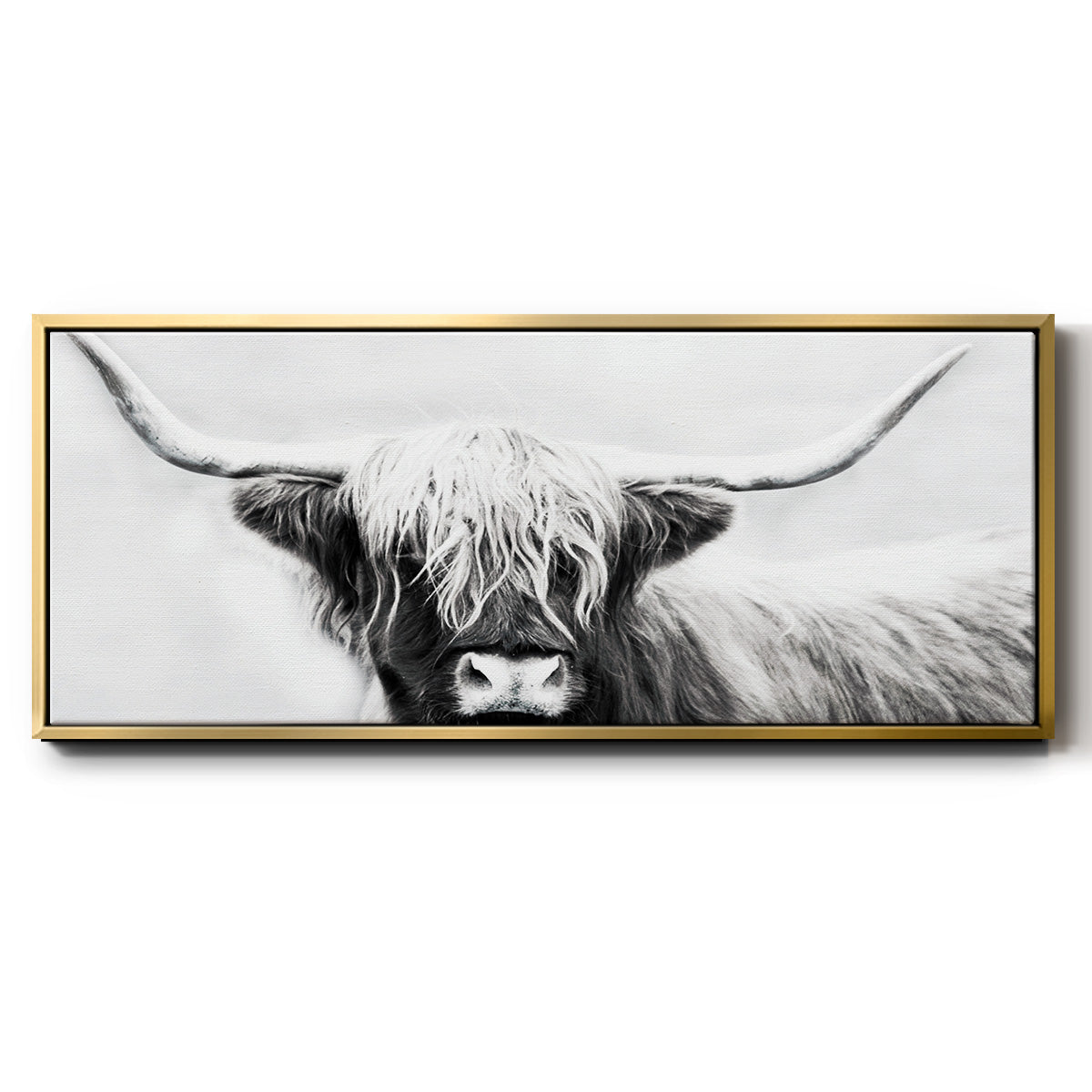 Highland Longhorn - Floater Framed Canvas Print