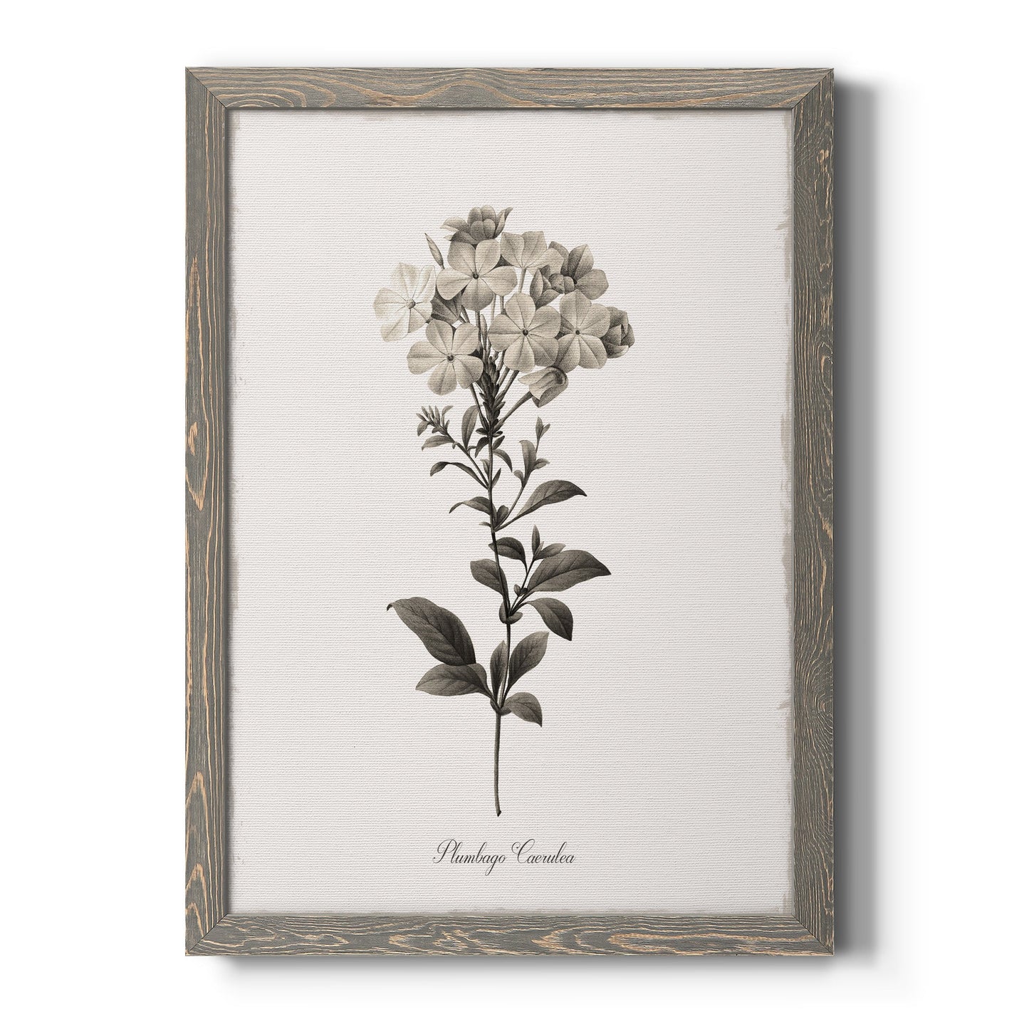 Sketchbook Leadwort - Barnwood Framed Canvas Print