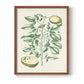 Buchoz Tropicals III - Restickable Framed Art Print