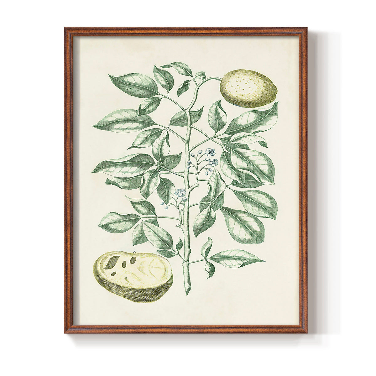 Buchoz Tropicals III - Restickable Framed Art Print