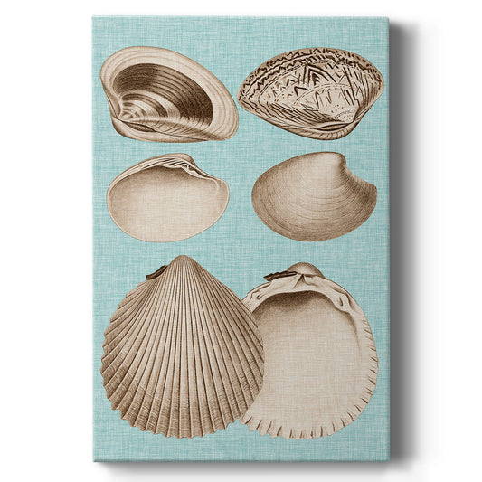 Sepia & Aqua Shells IX - Canvas Art Print