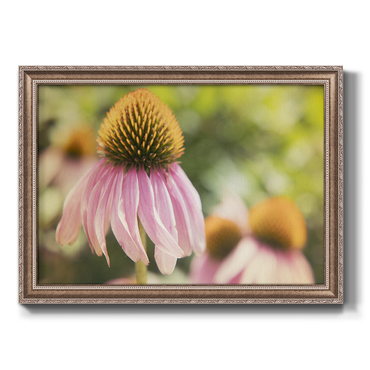 Echinacea Study II Premium Framed Canvas- Ready to Hang