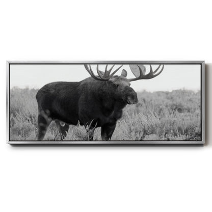 Grand Teton Bull Moose - Floater Framed Canvas Print