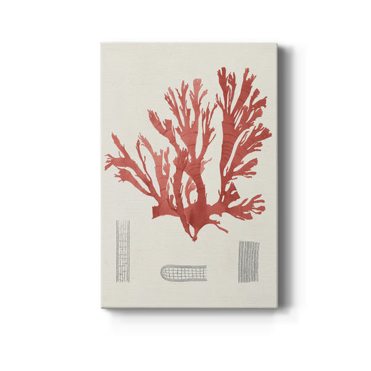 Vintage Coral Study IV Premium Gallery Wrapped Canvas - Ready to Hang