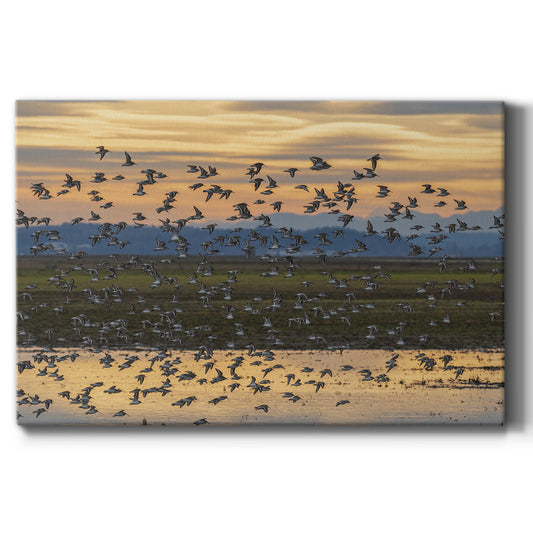 Sunset Flight - Canvas Art Print