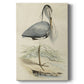 Embellished Antique Heron IV (ASH) Premium Gallery Wrapped Canvas - Ready to Hang