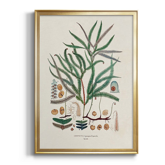 Botanical Society Ferns VII - Modern Framed Canvas Print