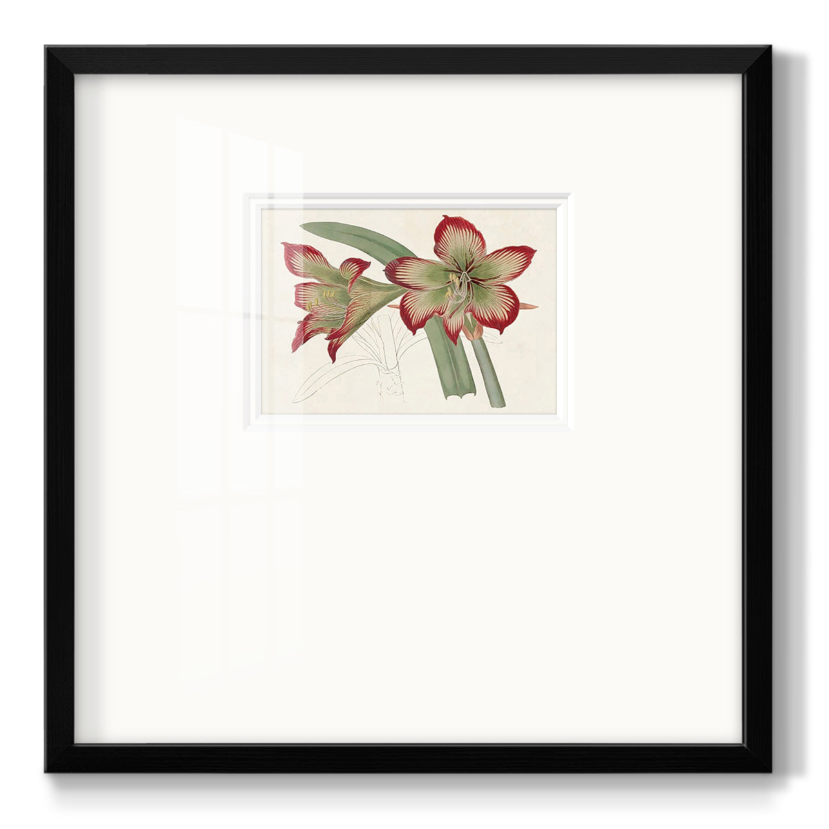 Amaryllis Varietals IV Premium Framed Print Double Matboard