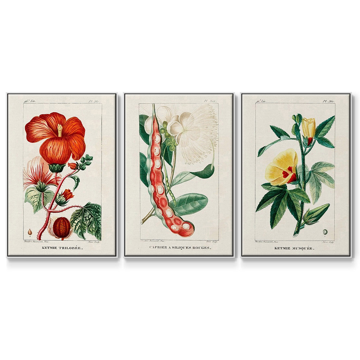 Turpin Tropical Botanicals VI - Framed Premium Gallery Wrapped Canvas L Frame 3 Piece Set - Ready to Hang