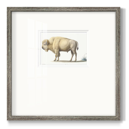 White Buffalo Premium Framed Print Double Matboard