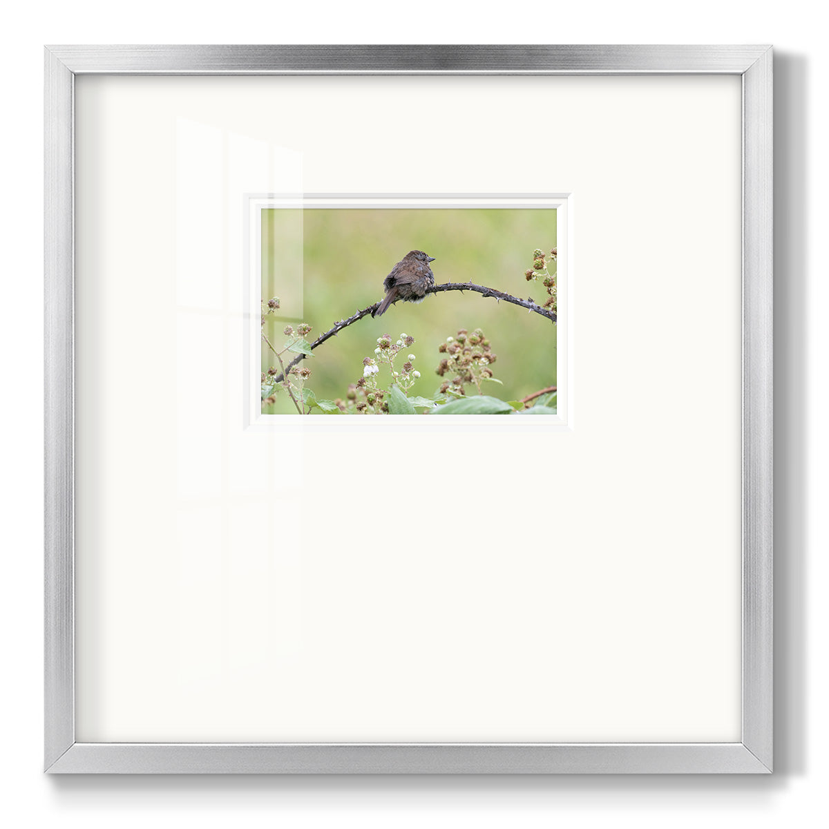 Resting Sparrow - Double Matboard Framed Print