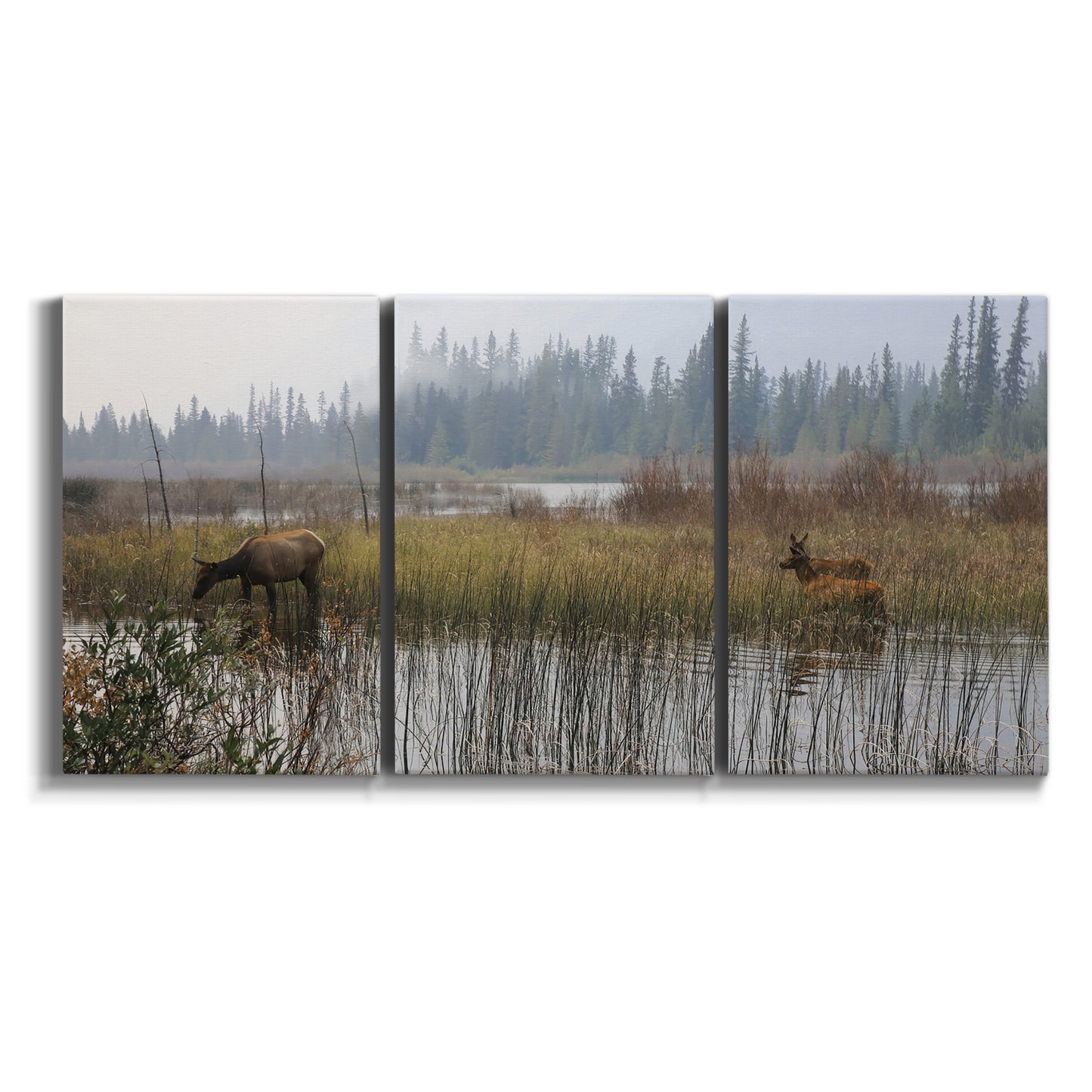 Three-panel canvas wall art featuring wildlife walking through open field on white background.