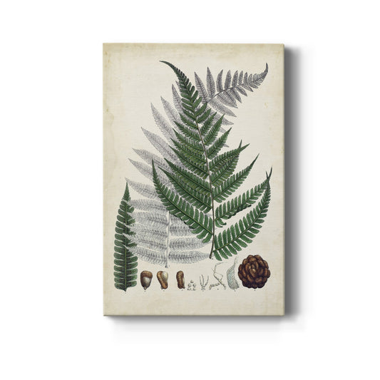 Collected Ferns II Premium Gallery Wrapped Canvas - Ready to Hang