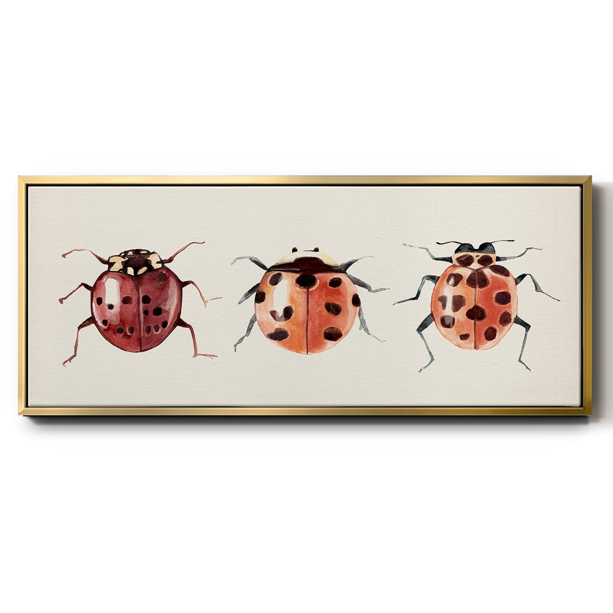 Ladybug Display I - Floater Framed Canvas Print