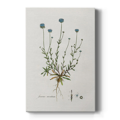 Bellflower Study - Canvas Art Print
