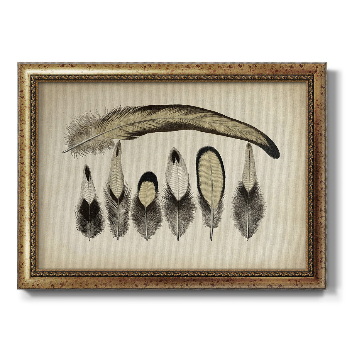 Vintage Feathers VII Premium Framed Canvas- Ready to Hang