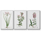 Rose Botanical I - Floater Framed Canvas Set