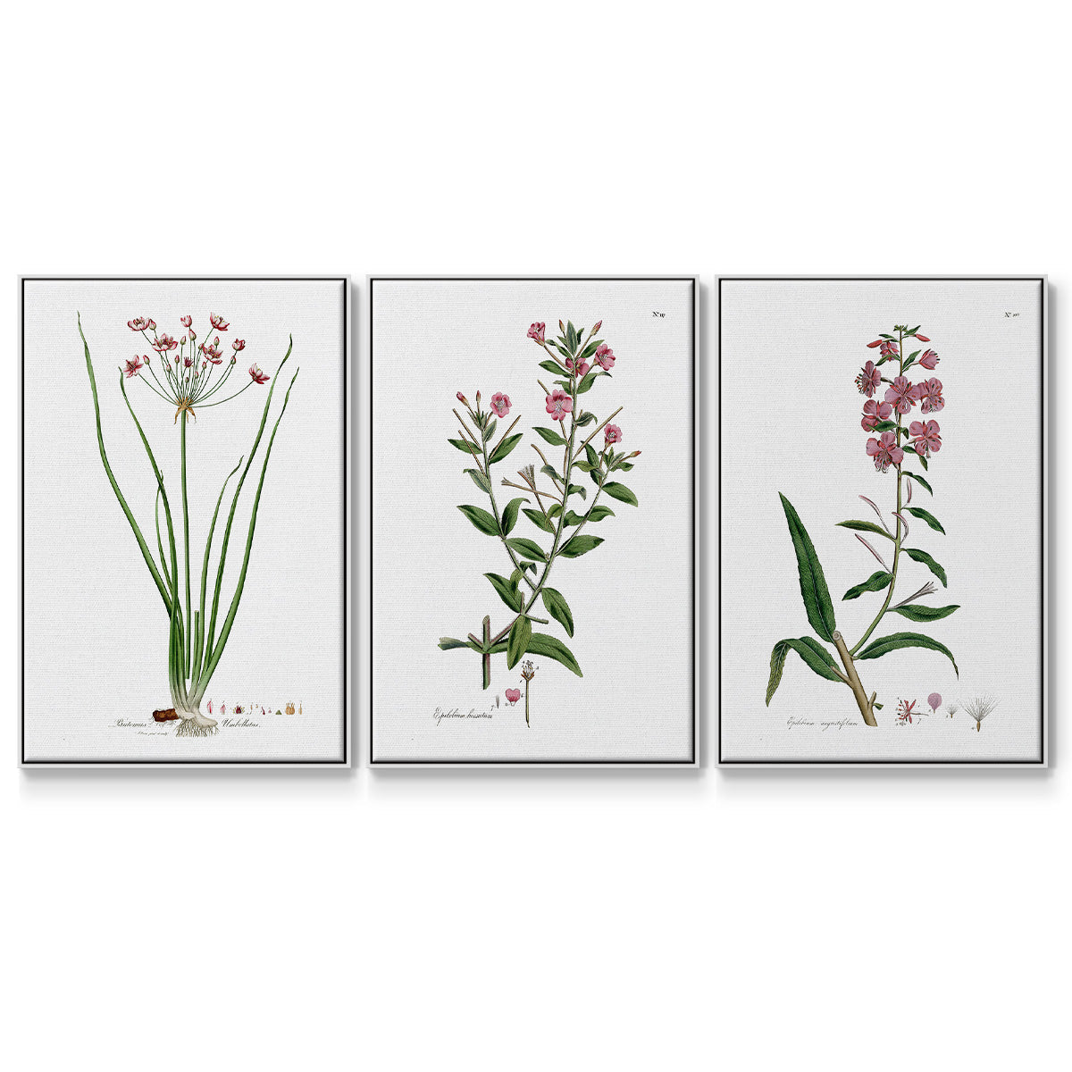Rose Botanical I - Floater Framed Canvas Set