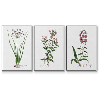 Rose Botanical I - Floater Framed Canvas Set