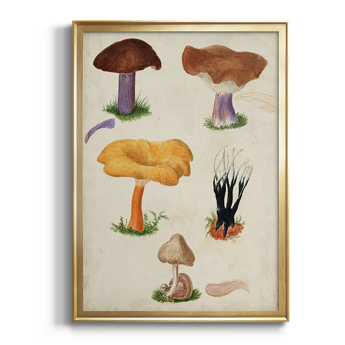 Mushroom Species VII - Modern Framed Canvas Print