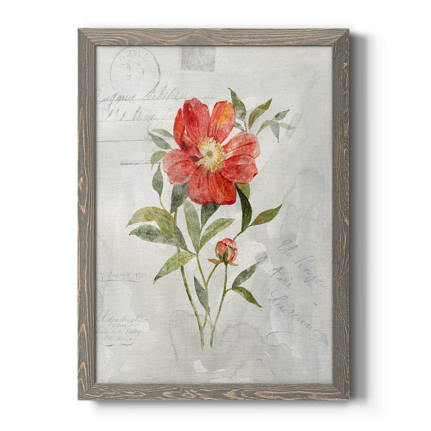Linen Peony - Barnwood Framed Canvas Print
